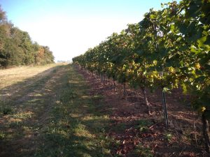 Dog Leg vines Bacchus Block