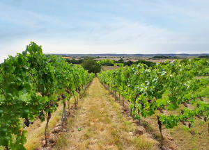 A Quick Guide to English Wine