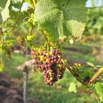 Grapes growing on the vine in the sunshine