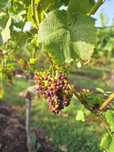 Grapes growing on the vine in the sunshine