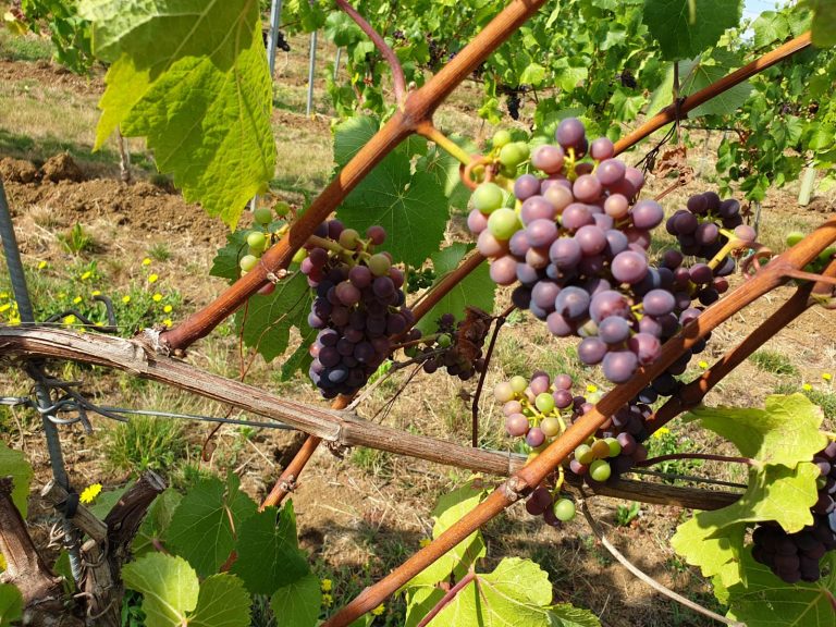 Fascinating English Wine Facts We Bet You Didn’t Know