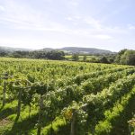 a field of grape vines