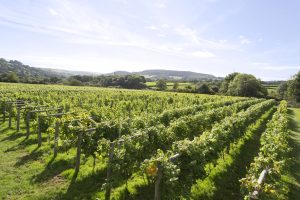 a field of grape vines
